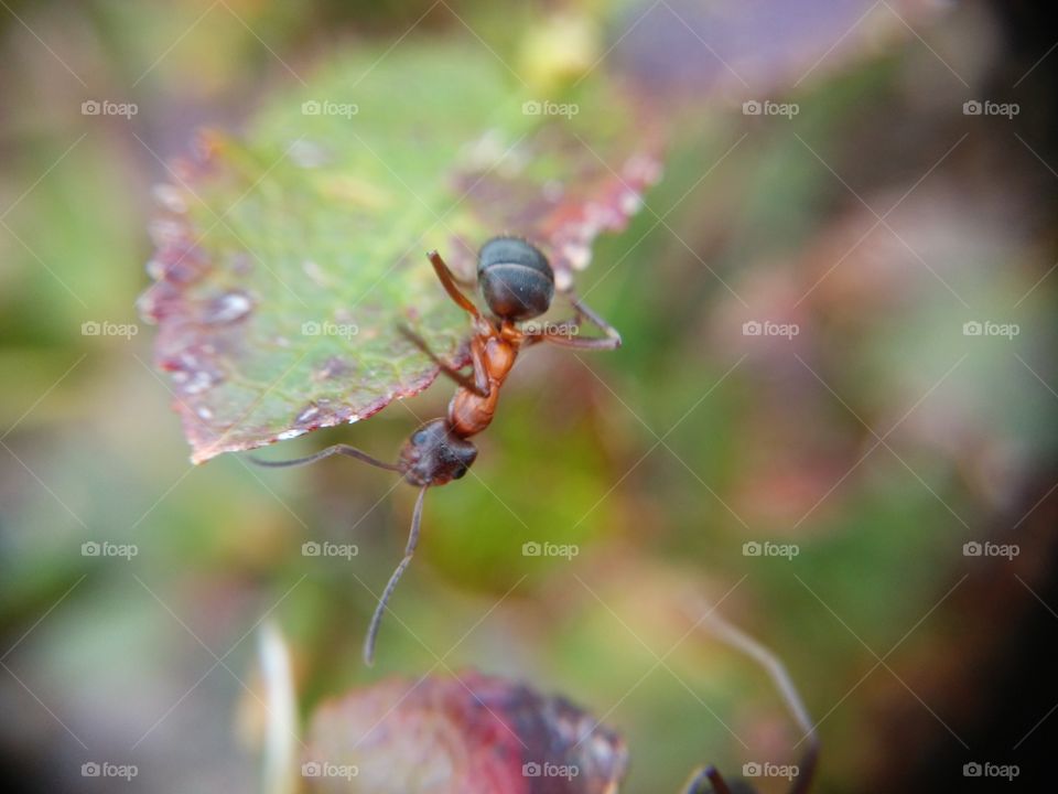 Picture taken with my smartphone and macro lens.