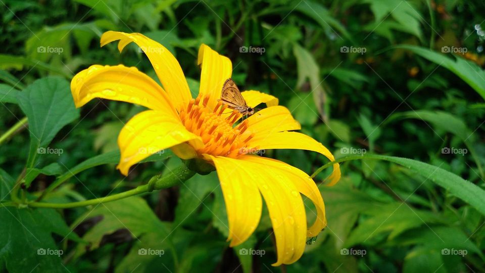Tithonia diversifolia is a type of plant shaped like a sunflower with yellow petals and orange flower core