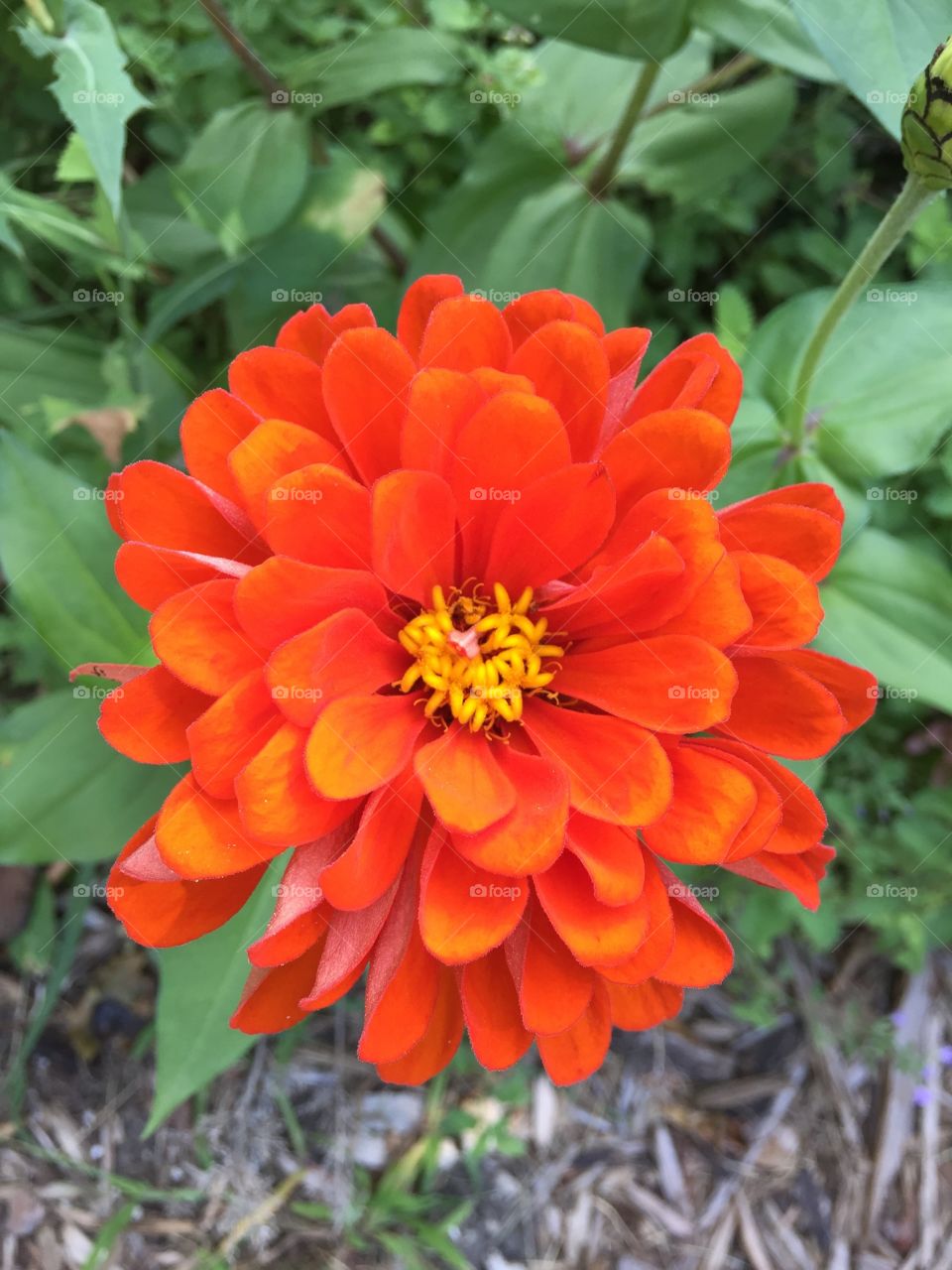 Macro orange flower