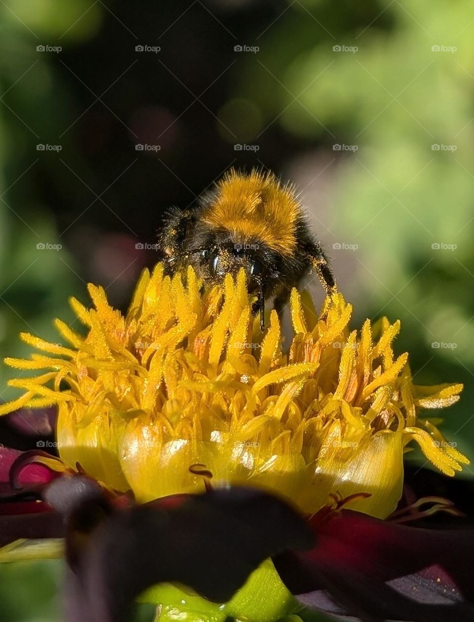 Bee on the heart of a dahlia