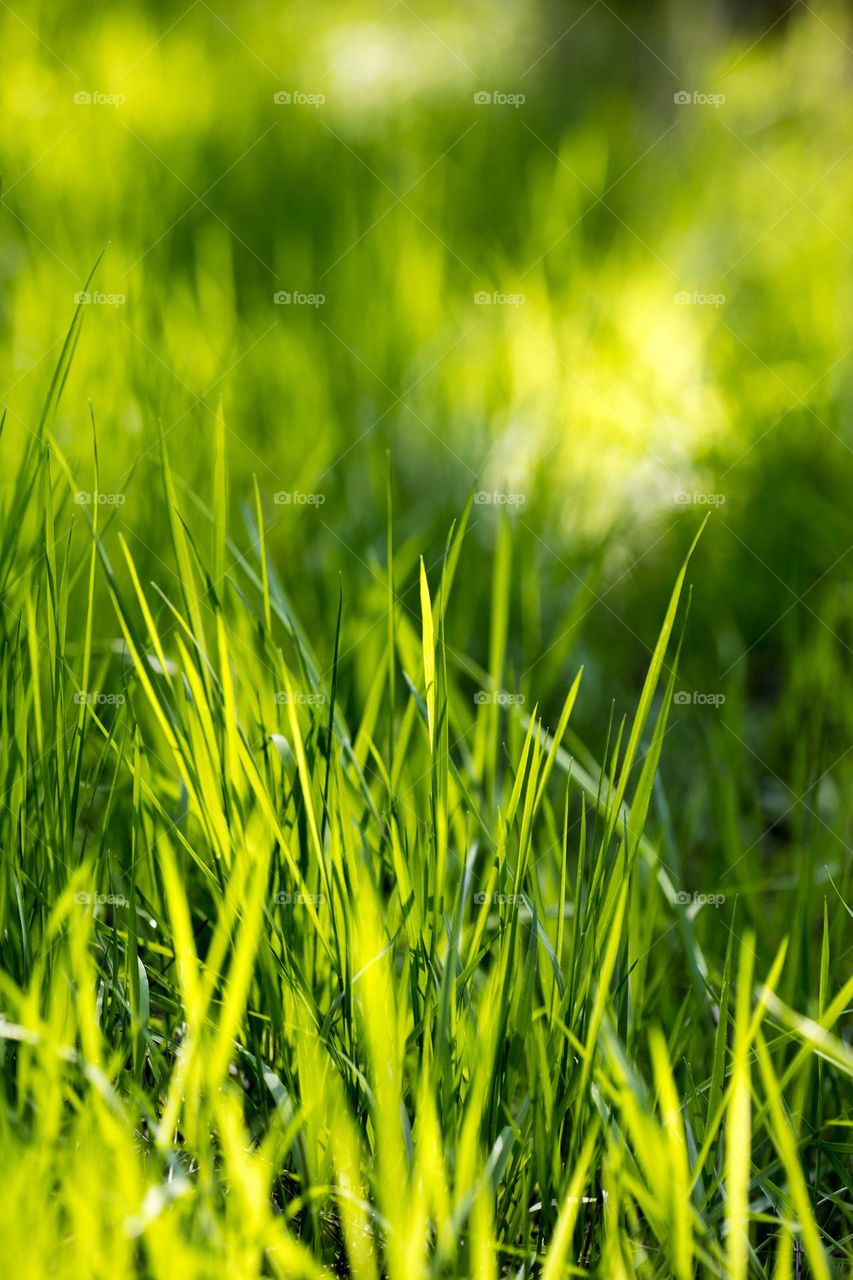 Grass close up background nature therapy amazing wildlife beautiful naturalism macro microcosmos super view