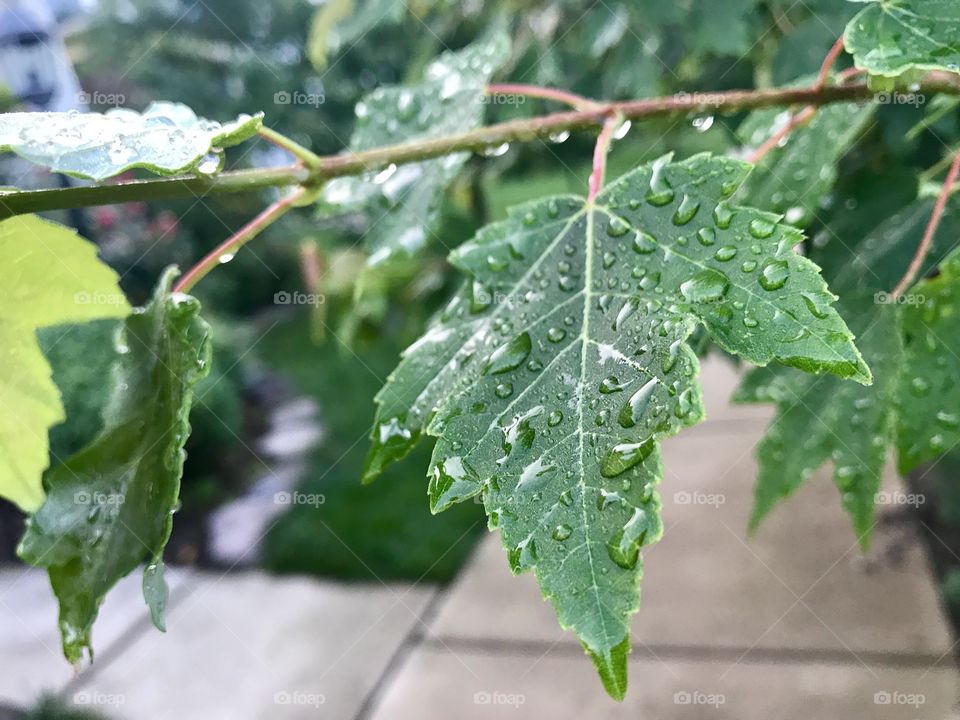 Close-Up Green Wet Tree Leaf