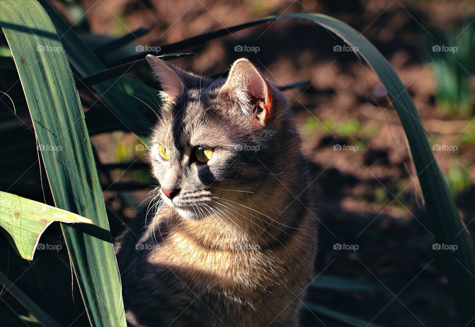 A tabby cat in the garden in the shadow and light