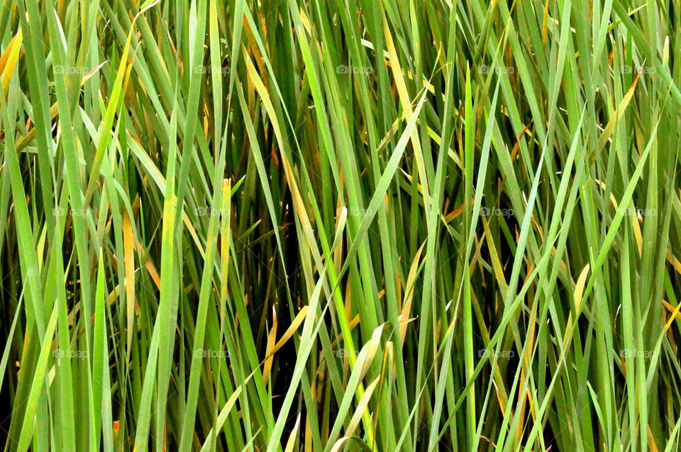 green flora background grass by refocusphoto