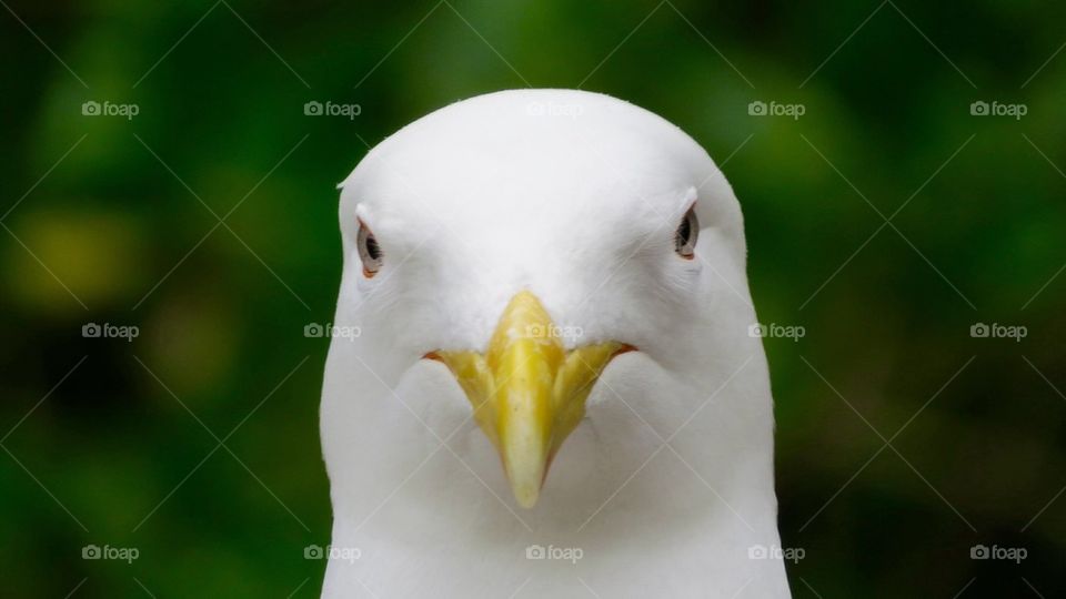 Black backed gull