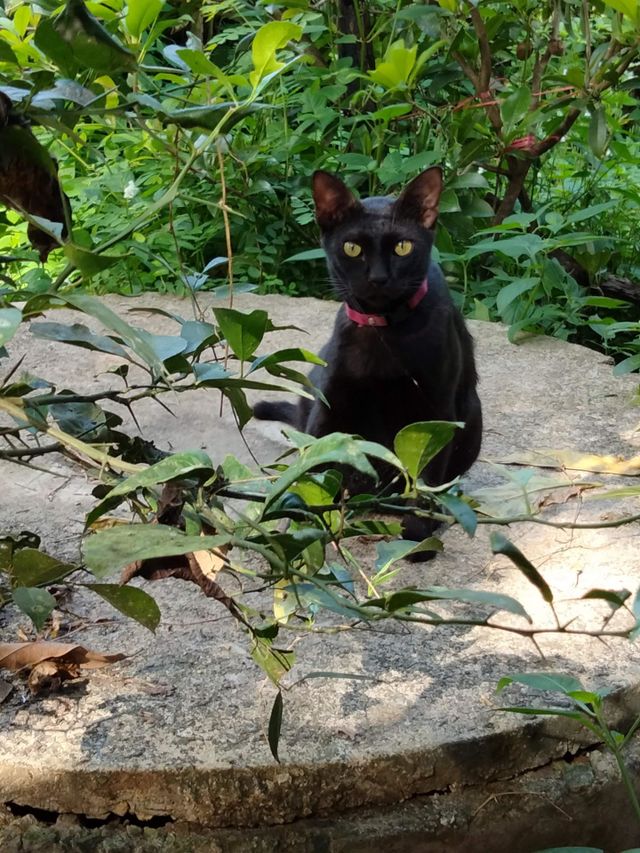I miss my black cat very much.
