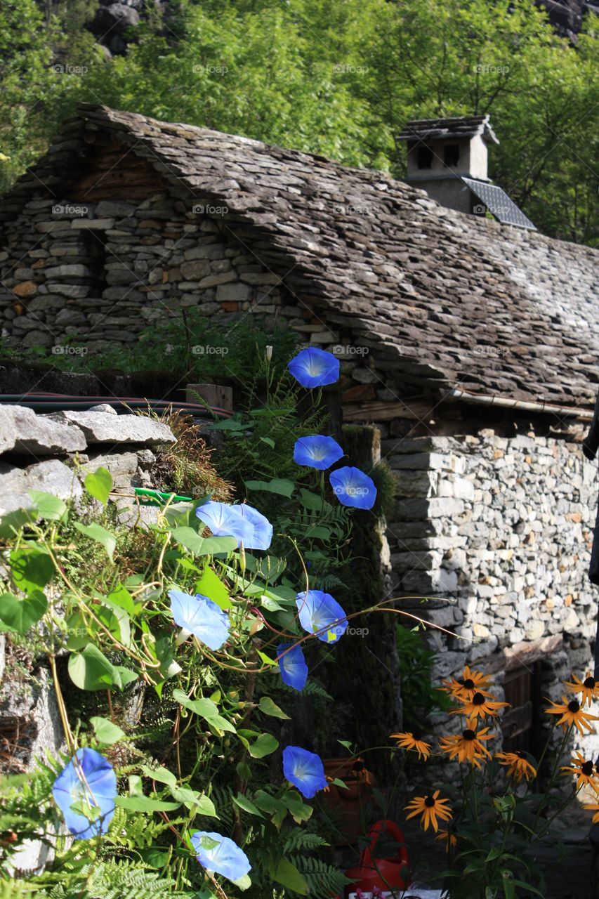 Flowers on the stone house