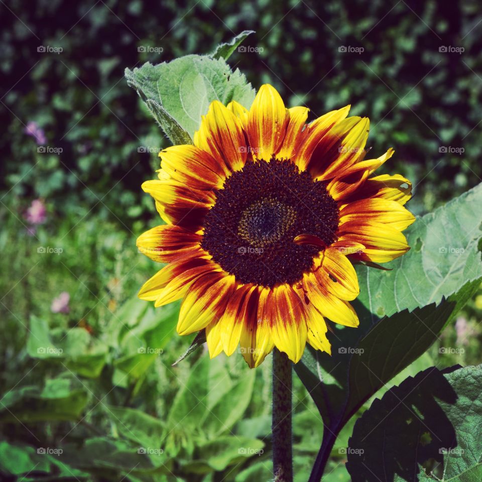 Summer Sunflower 