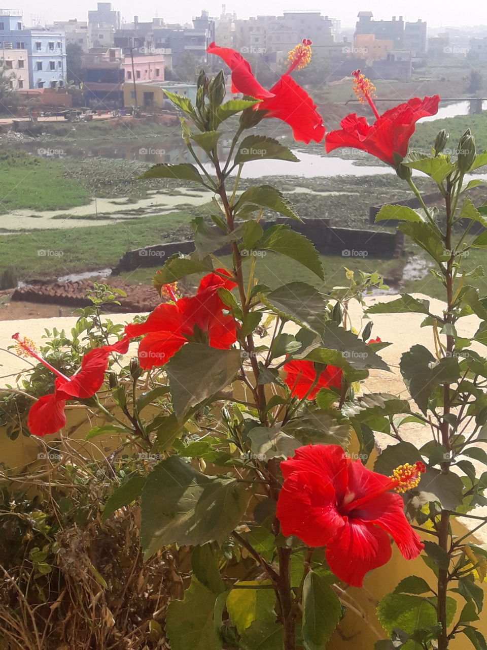 so many beautiful hibiscus flowers in our garden