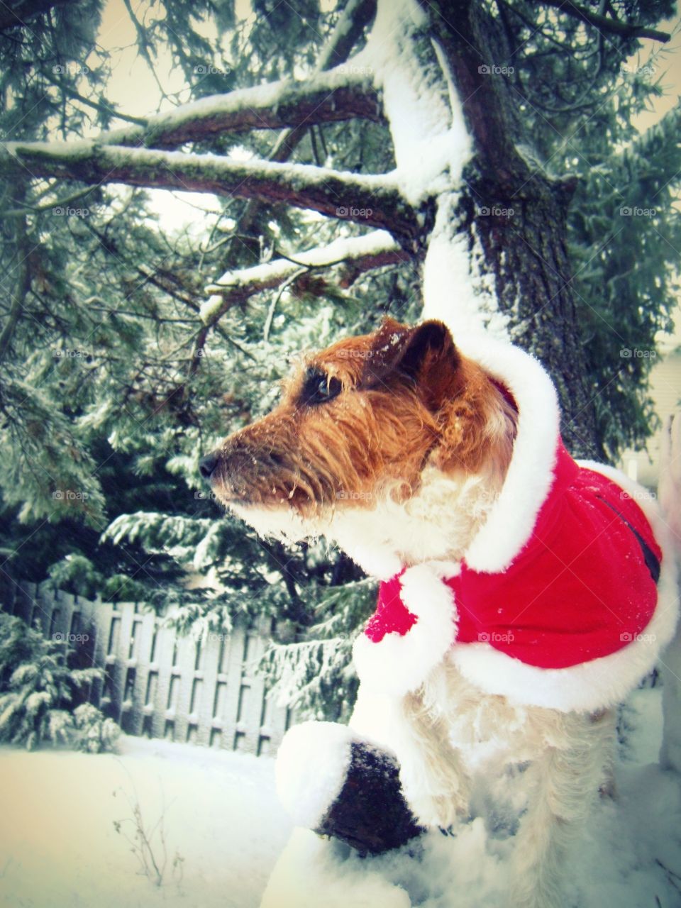 Dog dressed in Santa Suit up a tree in the snow
