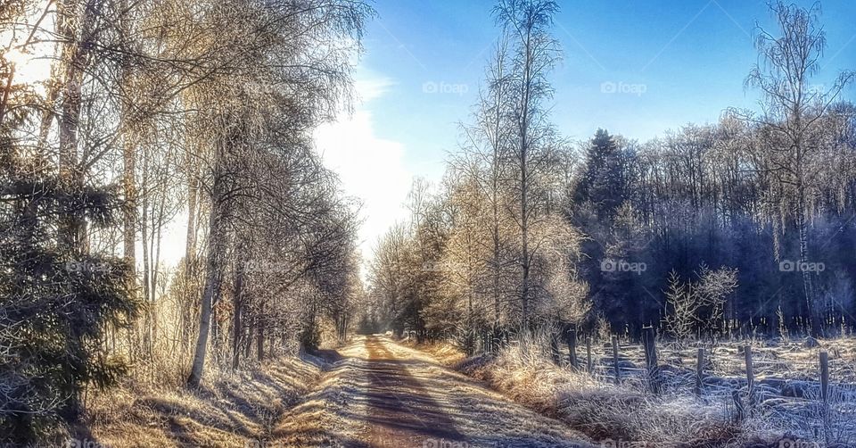 Countryside winter