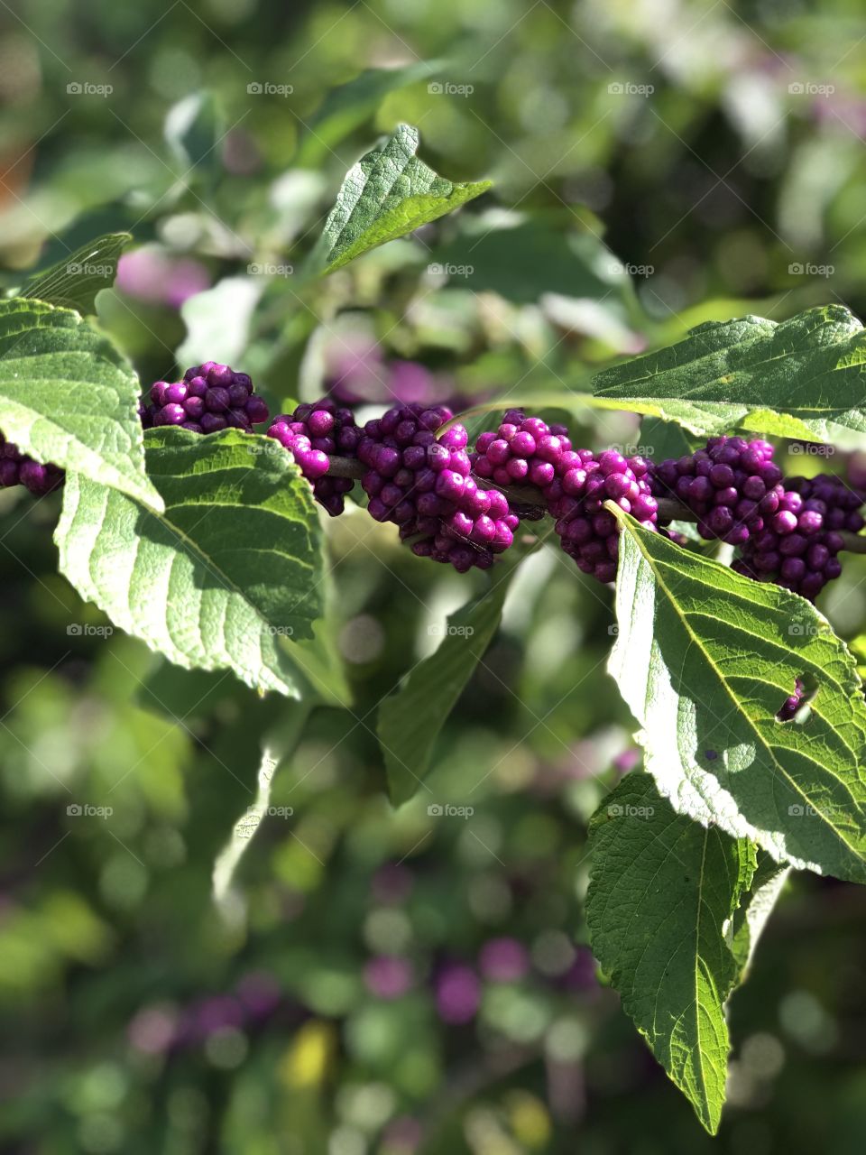 Deep purple berries
