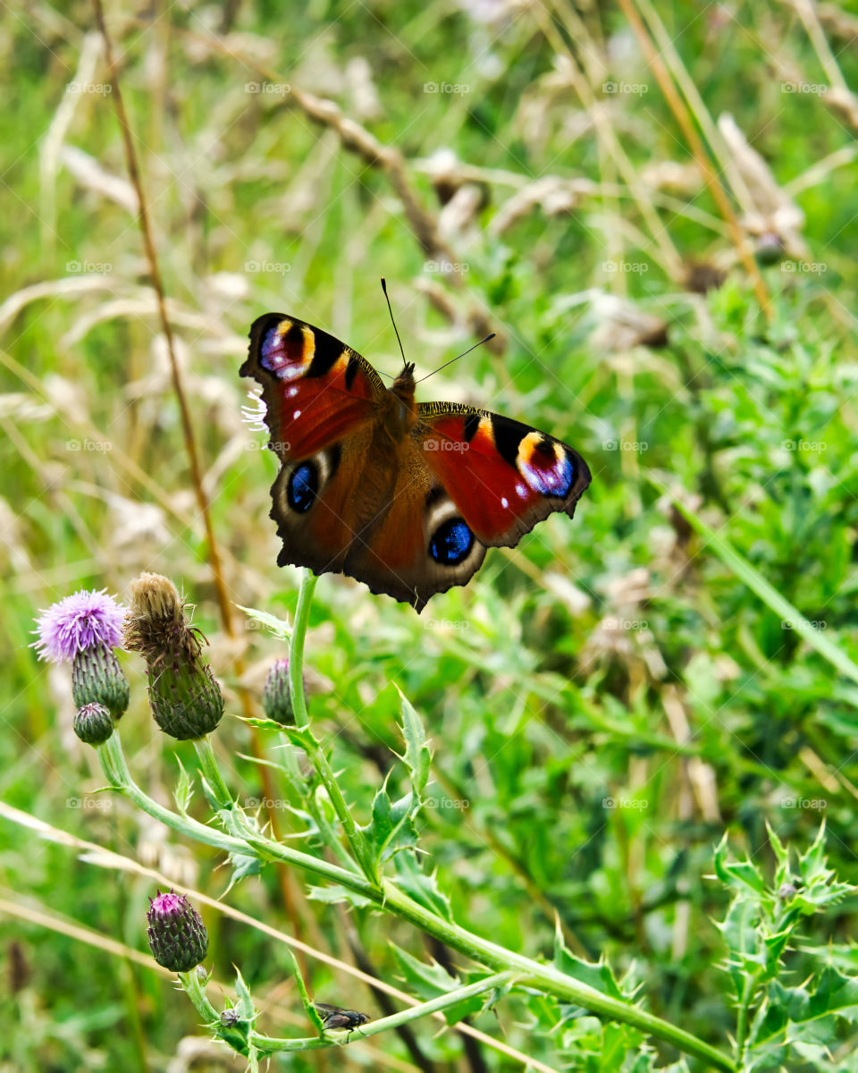 Peacock butterfly