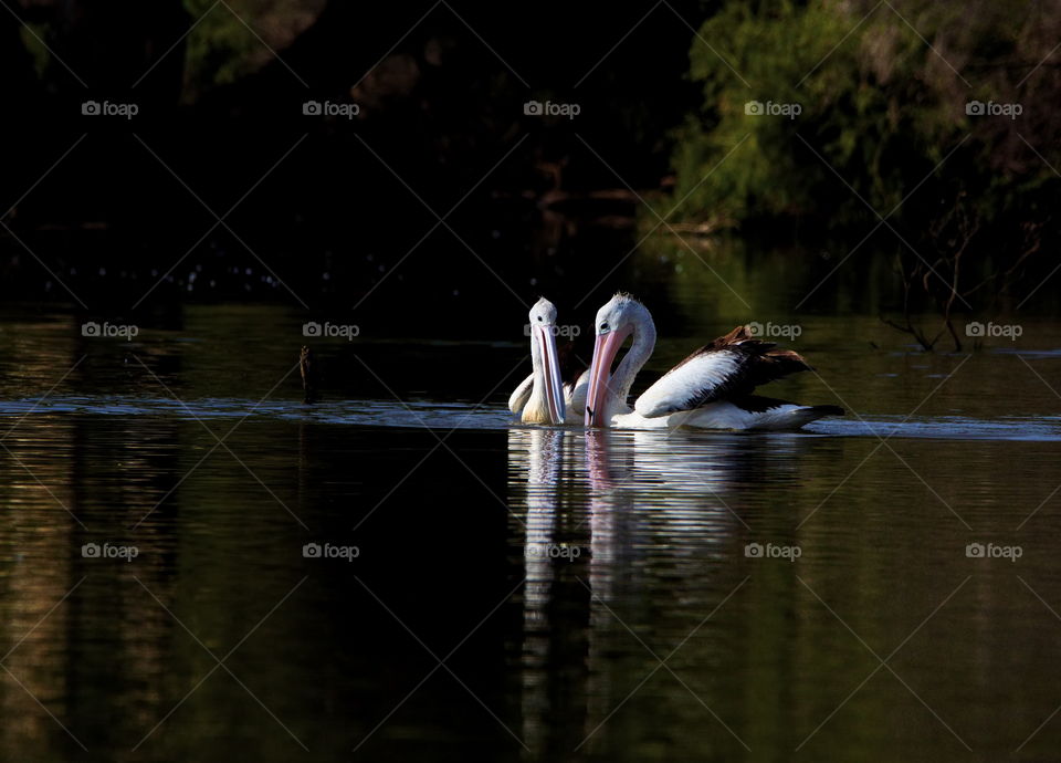 Pelican's on a date