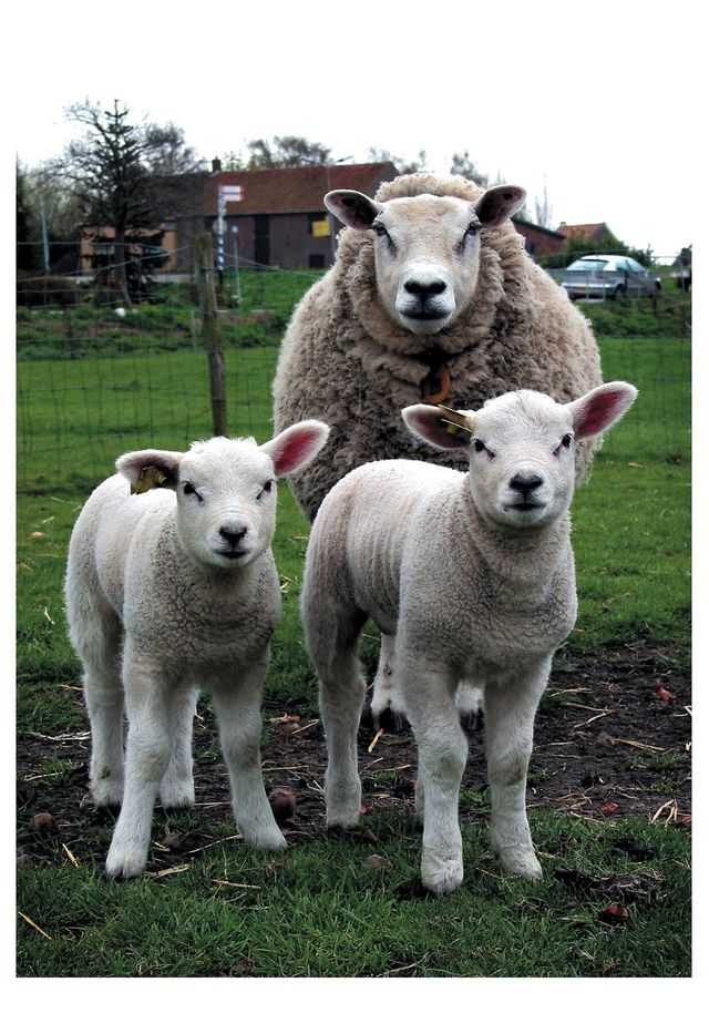 An ewe with her two lambs