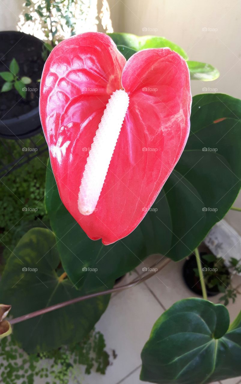 flower Anthurium