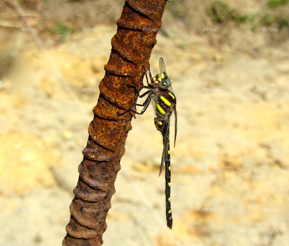 Yellow striped dragonfly on. vertical rebar on job site.