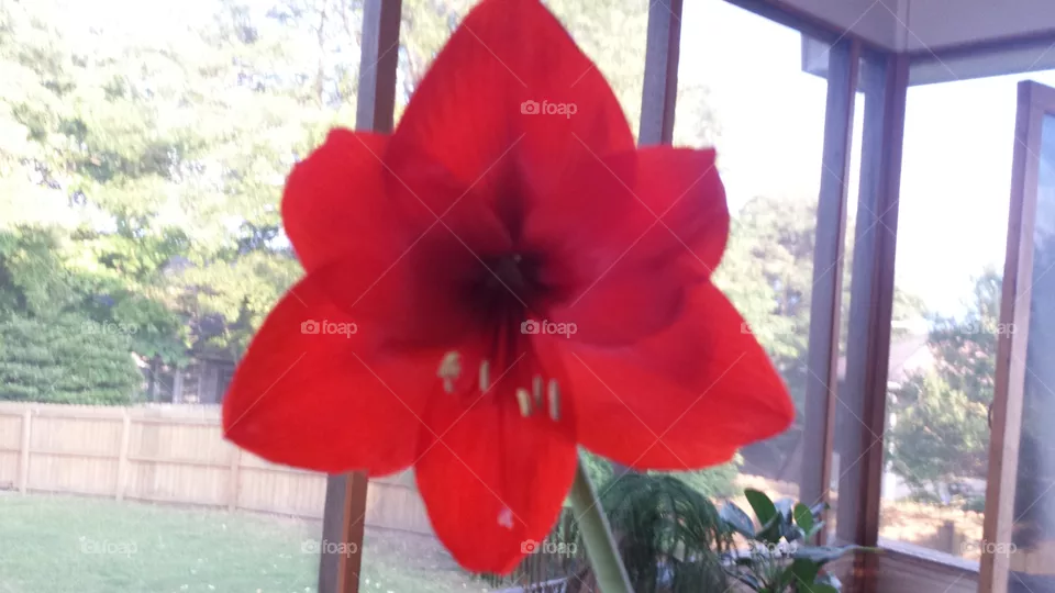 red