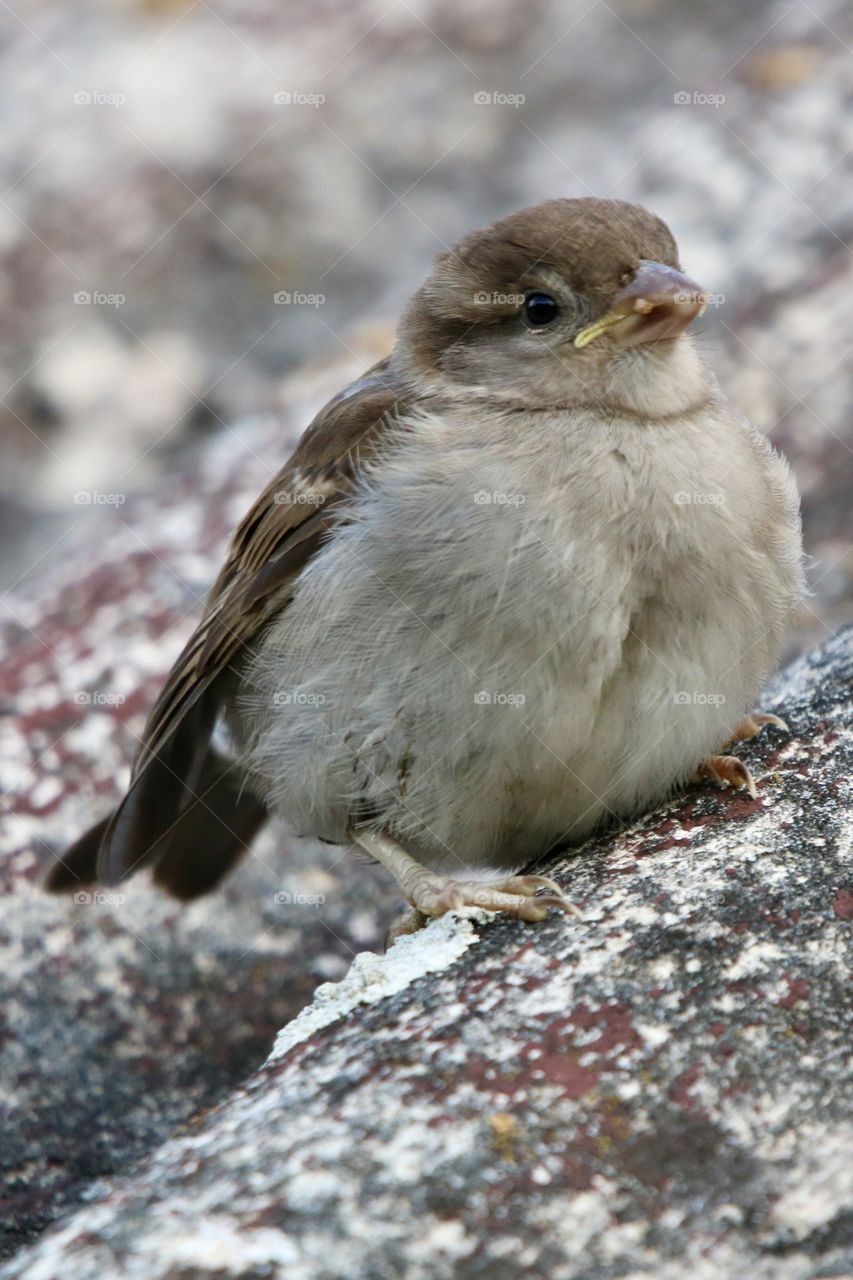 Sparrow 