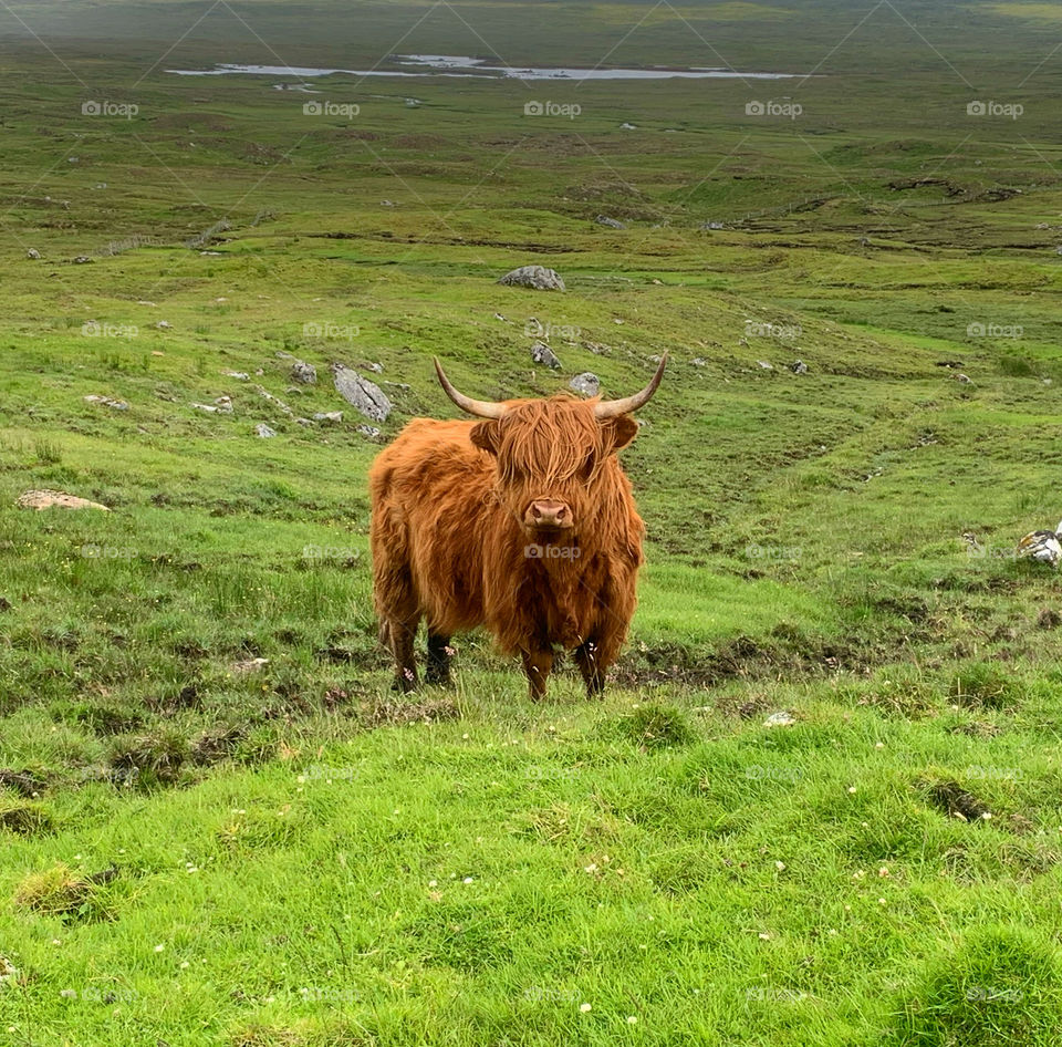 Highland cow 