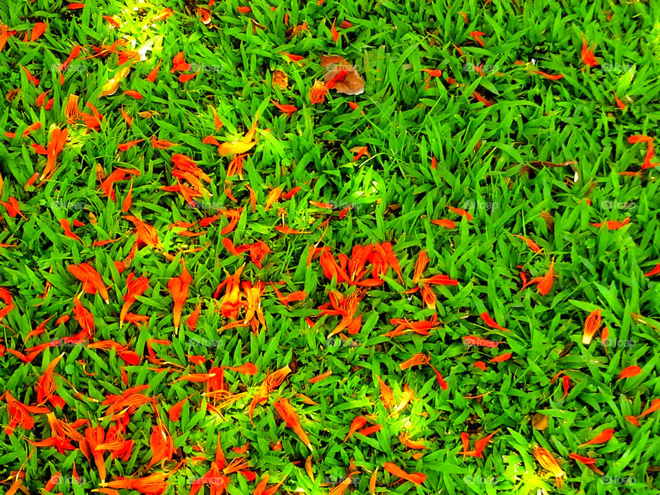 Mixture of grasses and fallen flower petals