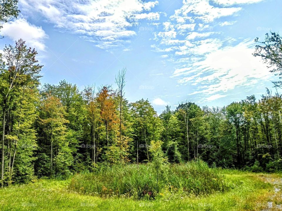 Meadow in the Woods