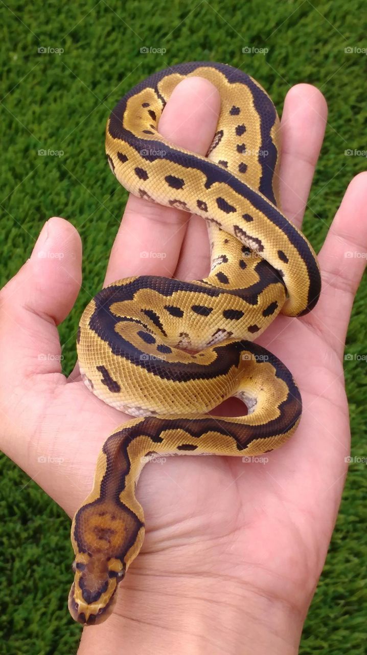 clown juvenile ball python