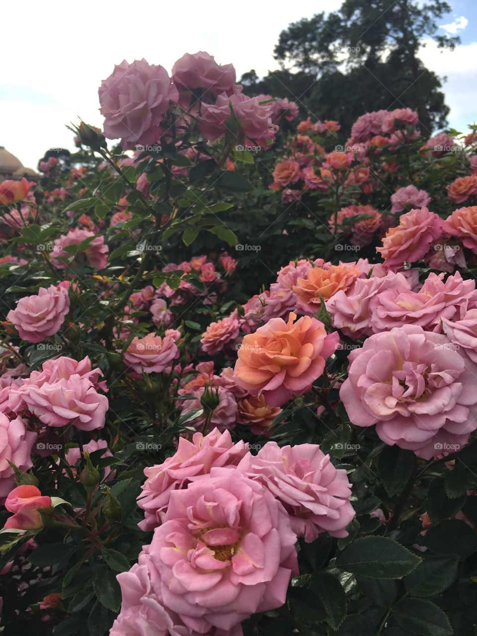 Rosas de colores bellos