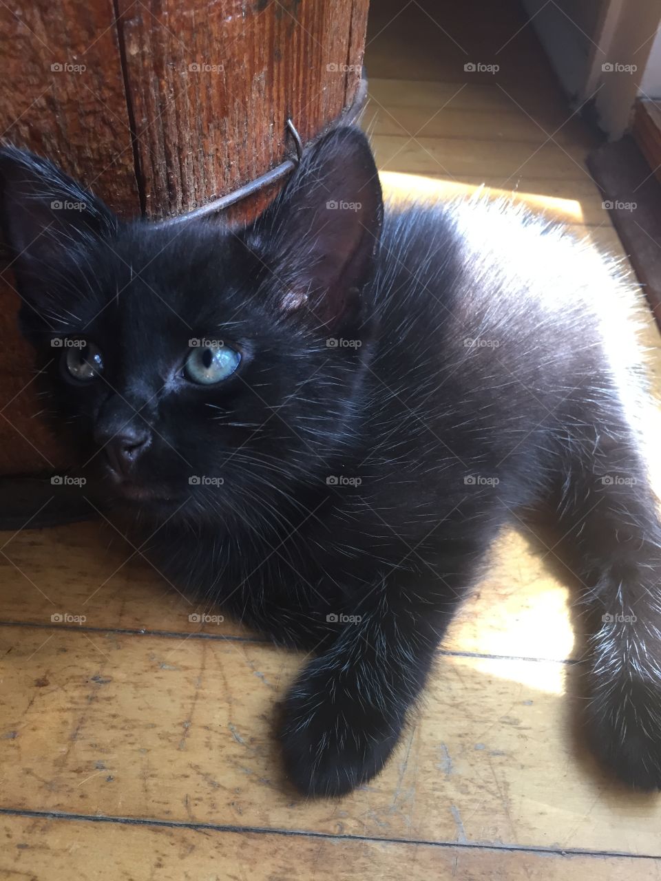 Blue eyed black kitten