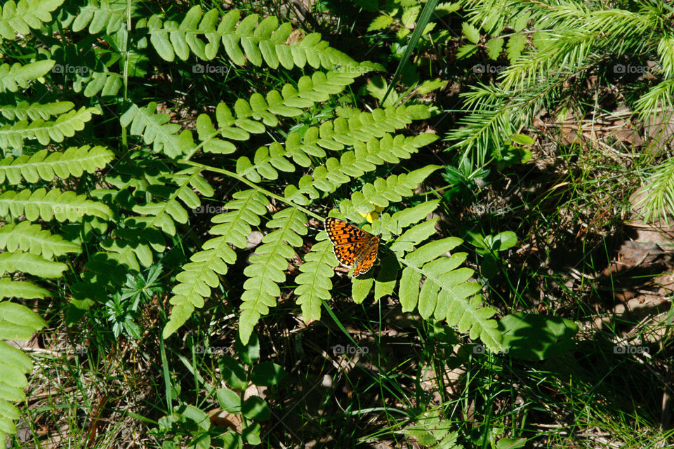 Butterfly I the forest 