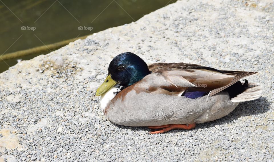 Sleeping Duck