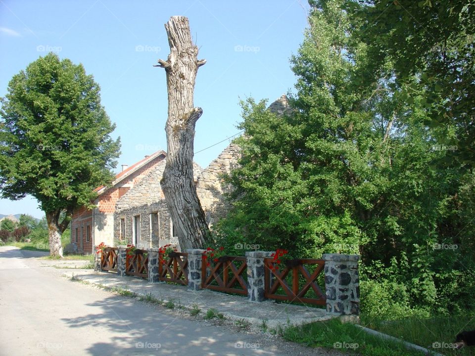 A tree monument