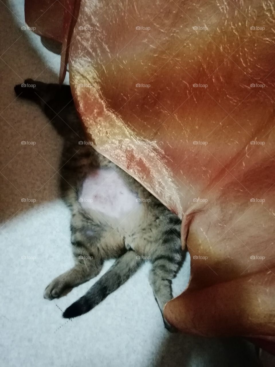 Кот спятался