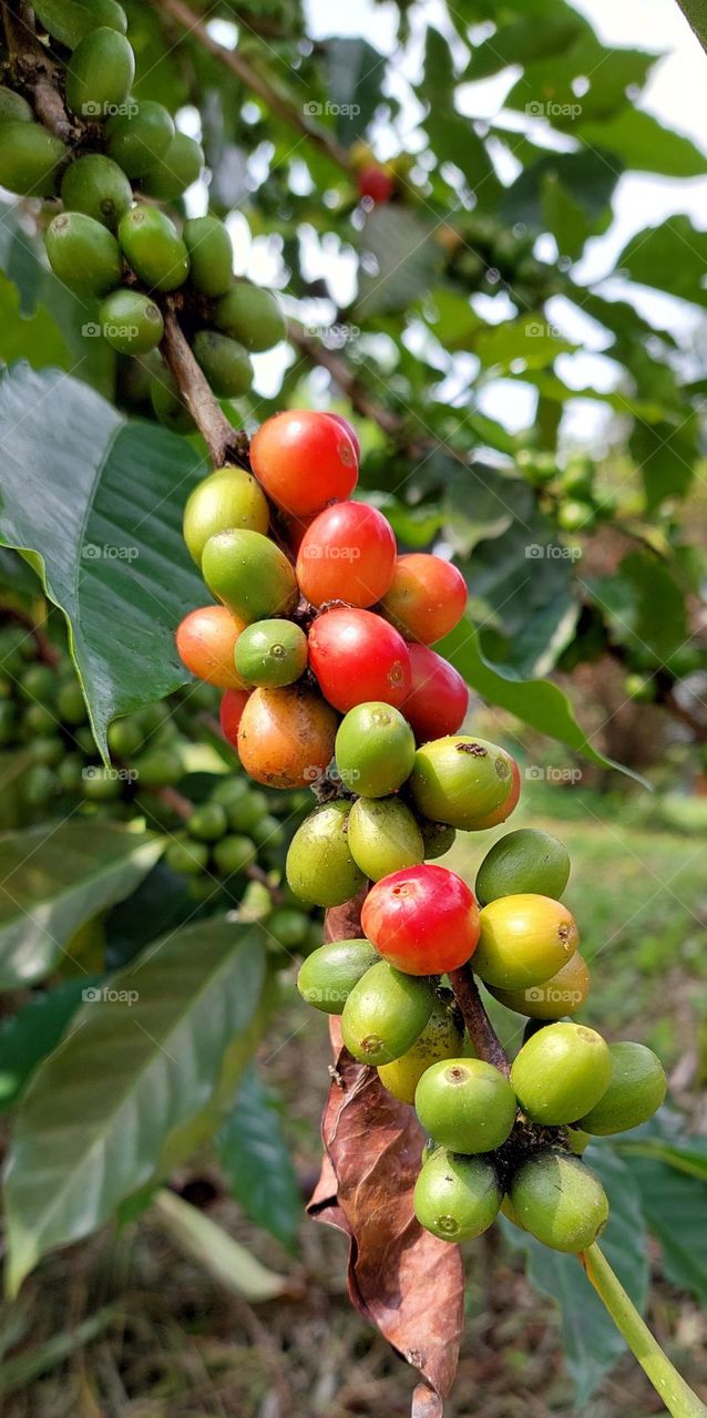 coffee fruit