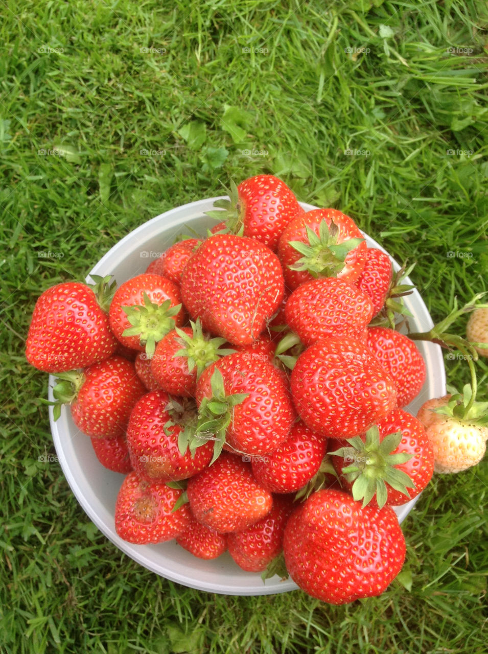 red grass bowl strawberries by fie_r_w