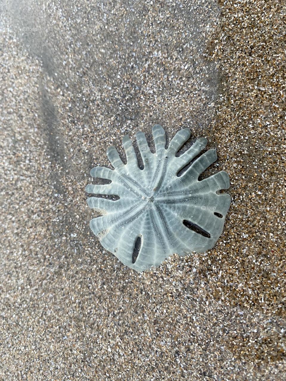 Sand dollar