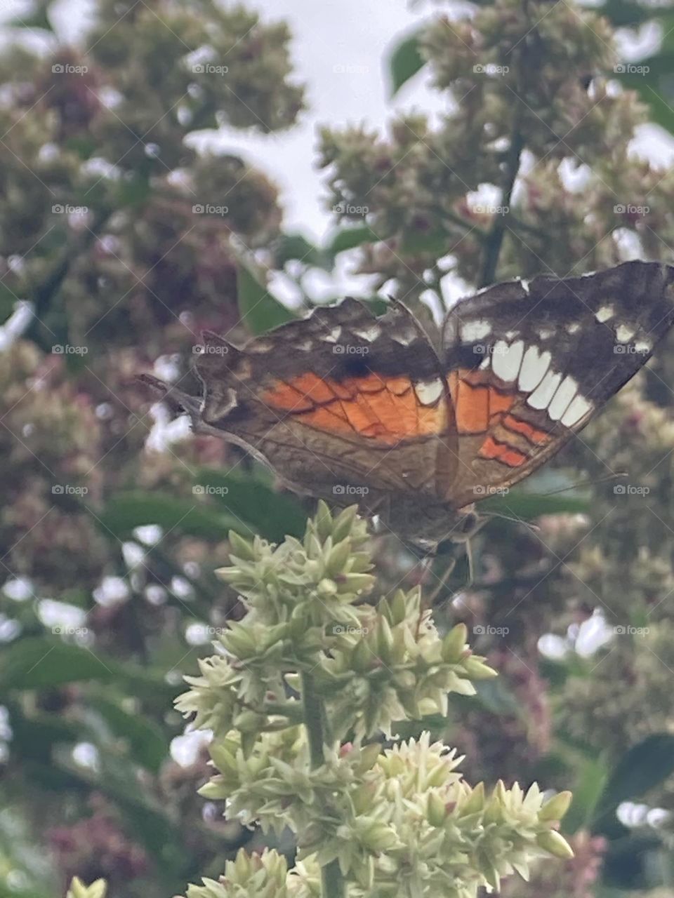 Borboleta sugando o néctar das flores no alto de um arbusto, dia nublado com pouca luz.