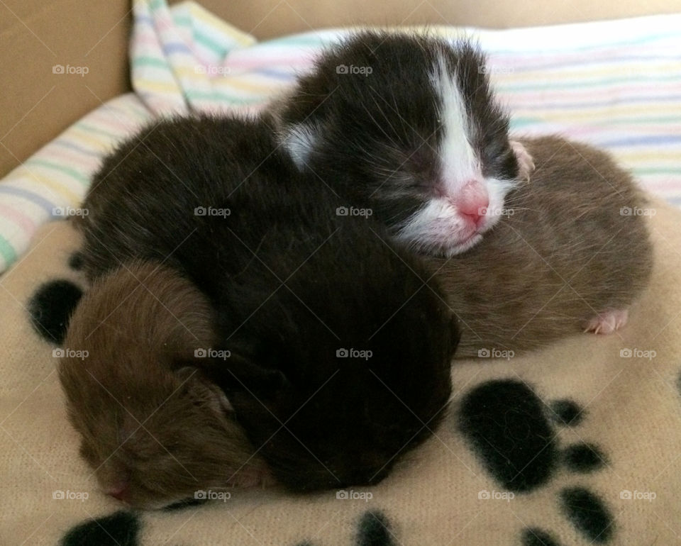 Newborn kittens sleeping