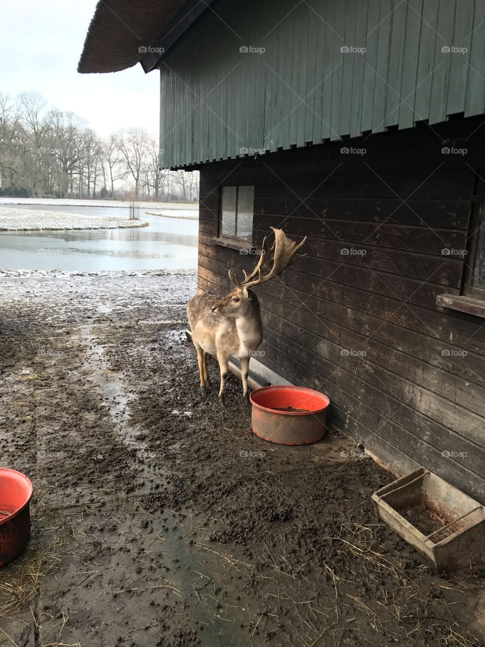 Winter deer