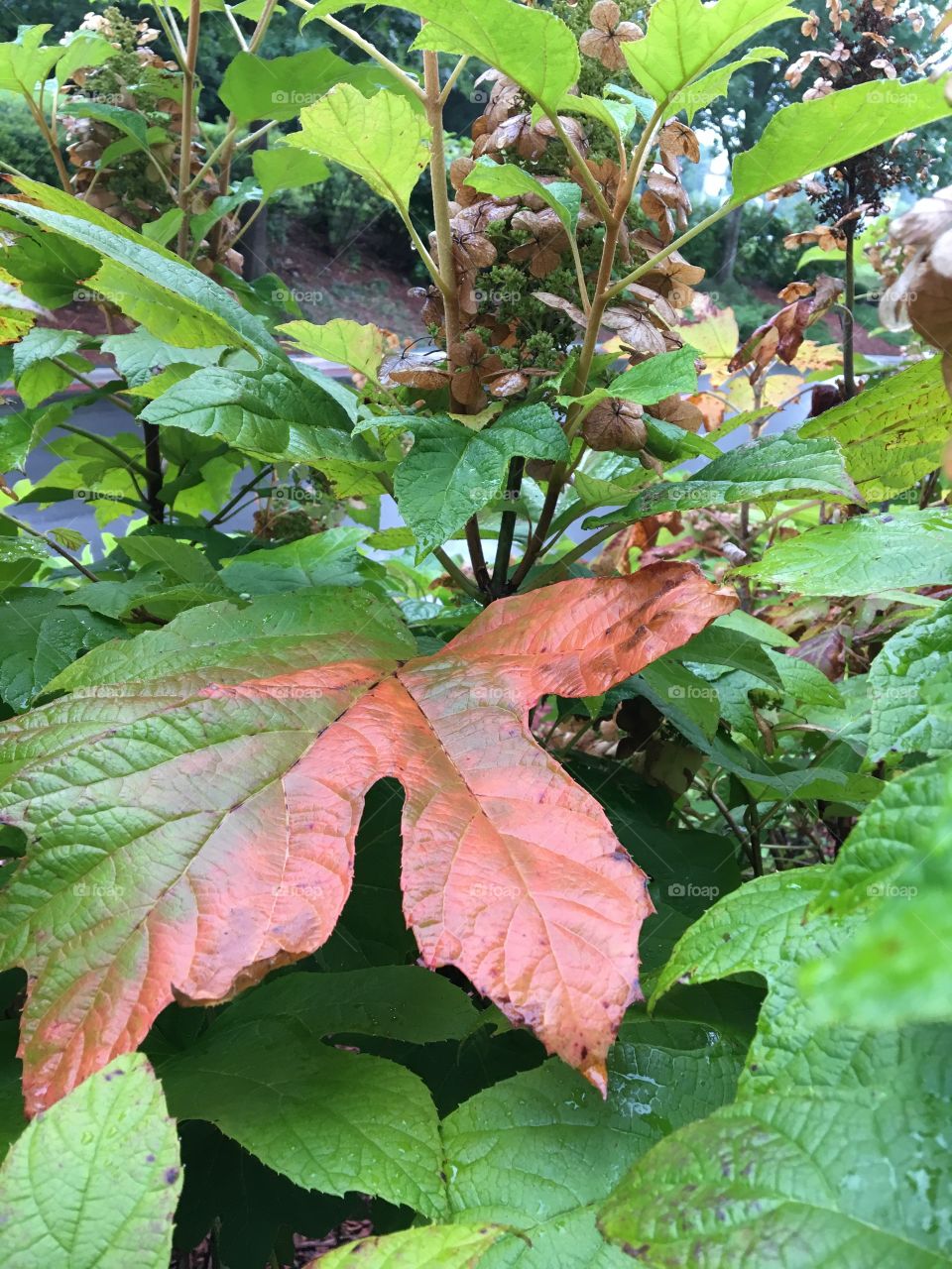 Multicolored leaf