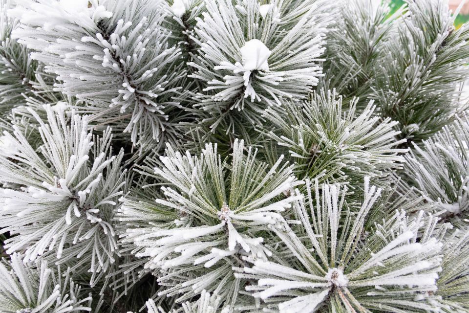 Trees and bushes are covered with white snow and winter pattern in winter in the park and city.