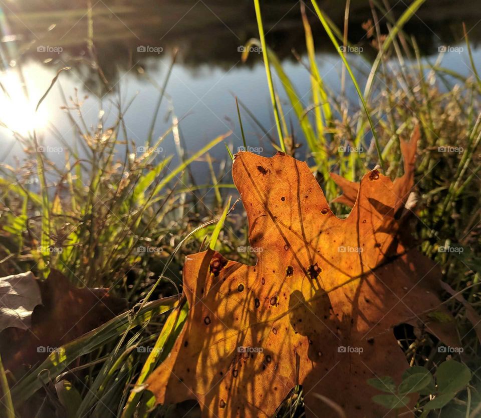 Fall nature