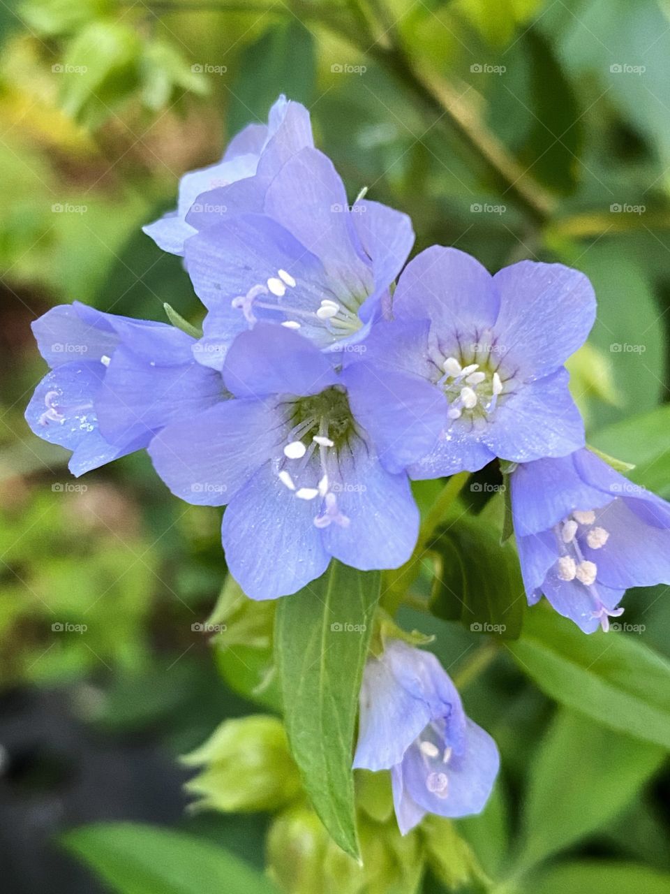 Beautiful Jacob’s ladder flower blossoms with white pollen and blue petals in the garden. 