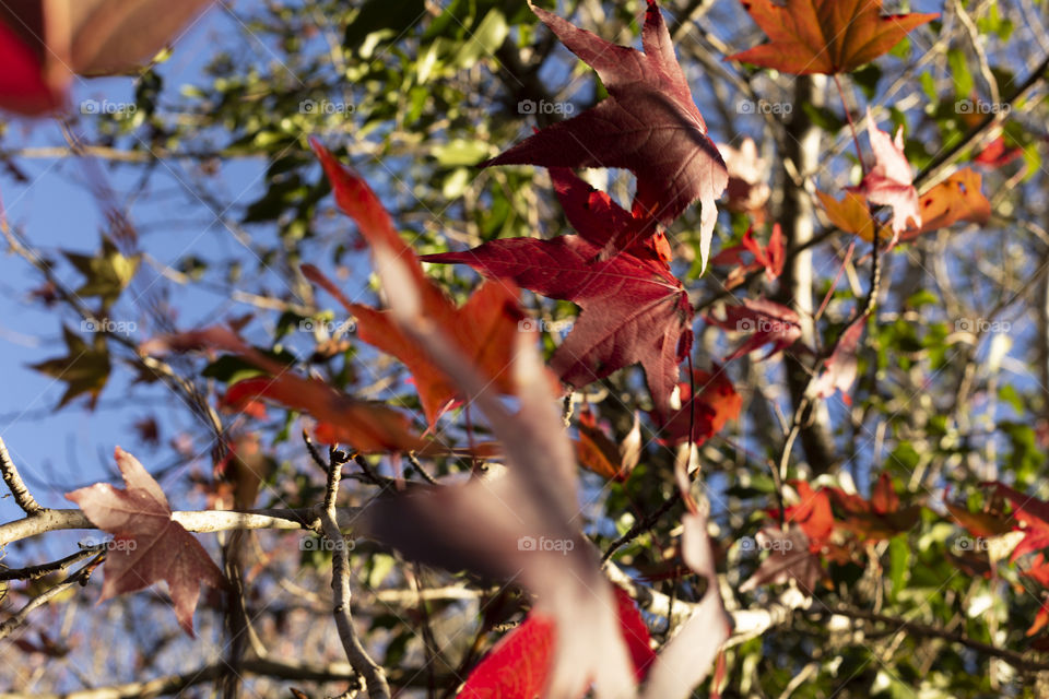 It is autumn time.