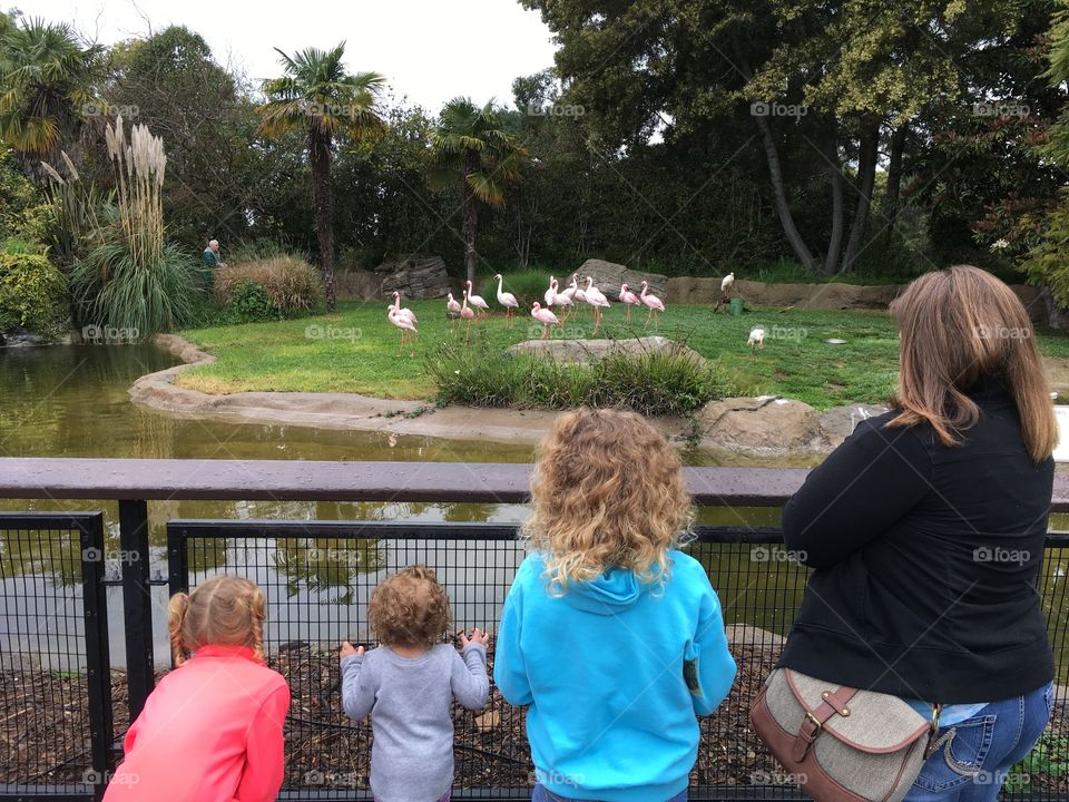 Flamingos in the Oakland zoo 