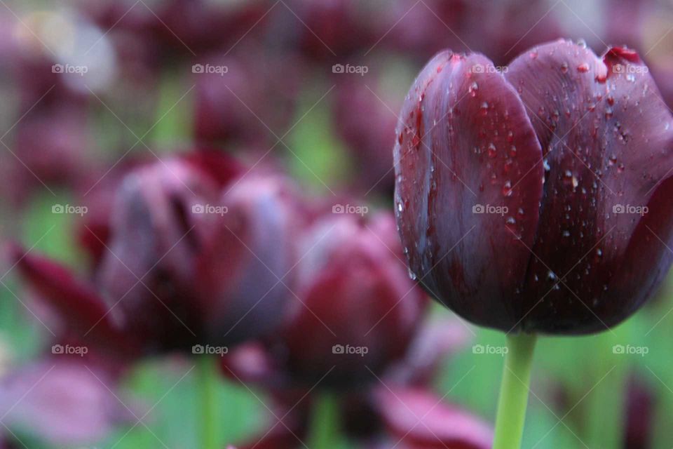 purple tulips in the rain