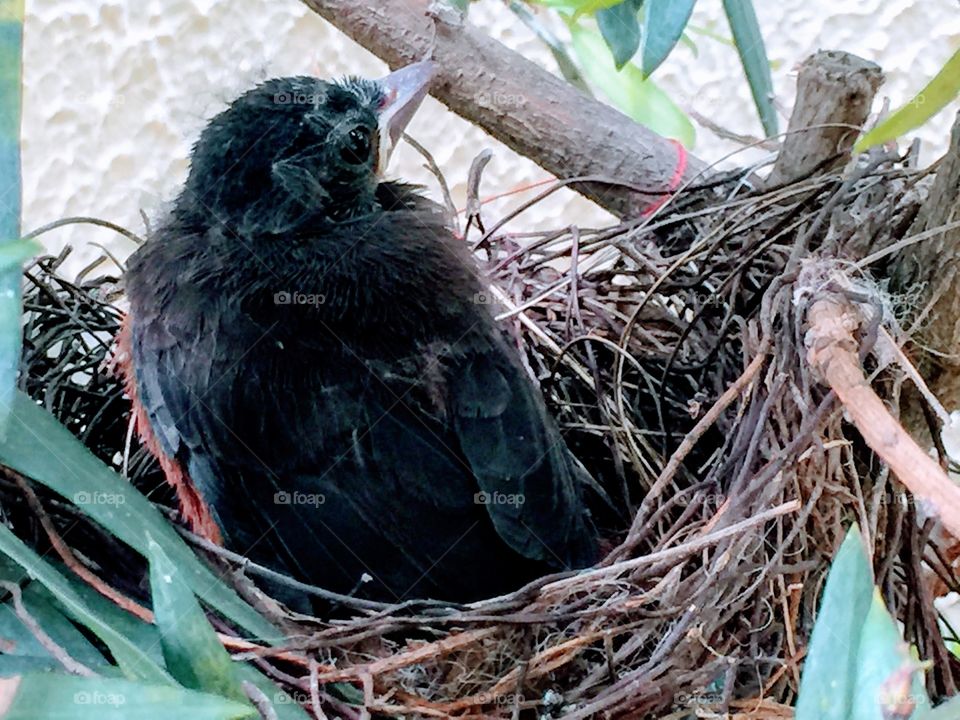 Ninho (caseiro) de Coleirinha 