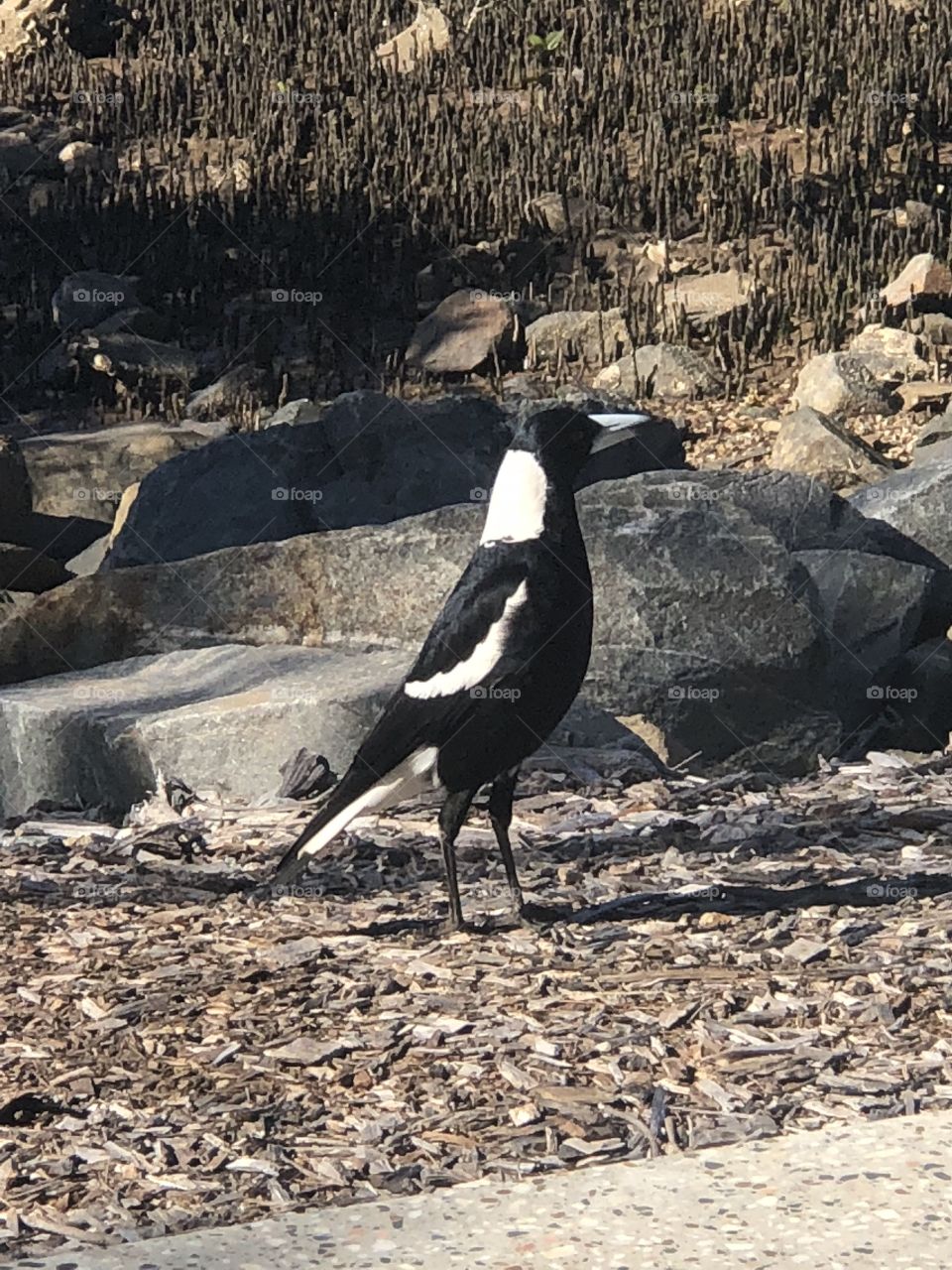 Magpie 