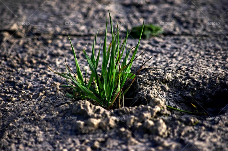 grass growing in concrete in spring