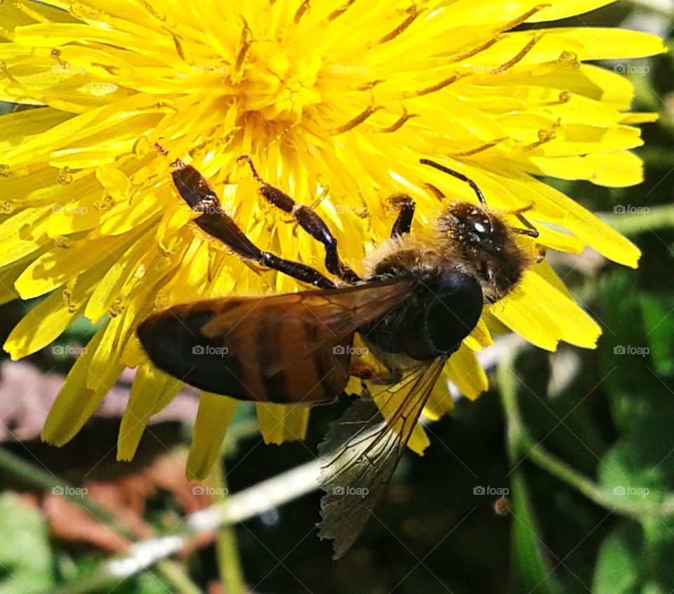 bee spending time on the dandelion weed.